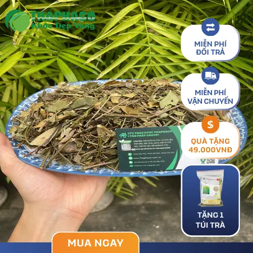 Hình ảnh sản phẩm chè vằng khô của THAPHACO