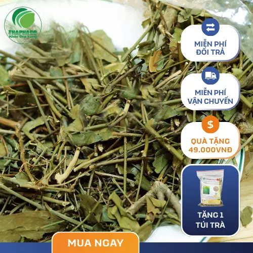 Địa chỉ mua Chè Vằng Sấy Khô THAPHACO tại TP.HCM