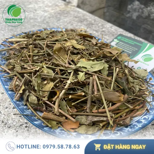 Trà chè vằng khô chất lượng tại THAPHACO
