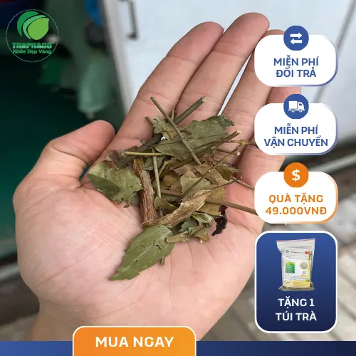 Lưu ý khi dùng chè vằng