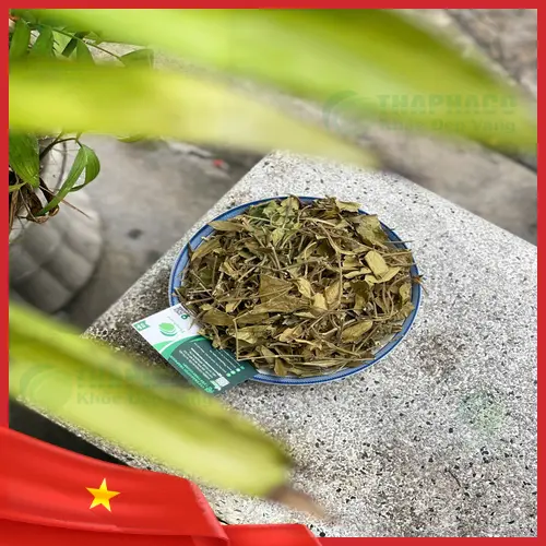 Cách dùng Dây Thìa Canh THAPHACO hiệu quả