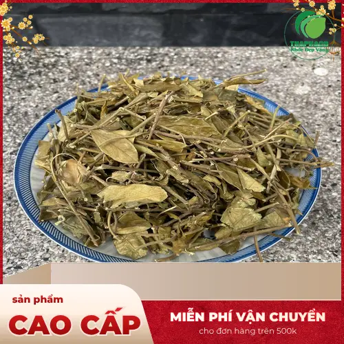 Dây Thìa Canh chất lượng tại THAPHACO