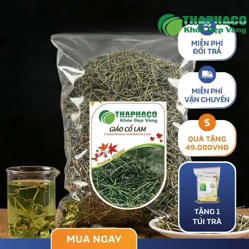 Giảo Cổ Lam Khô THAPHACO chất lượng cao