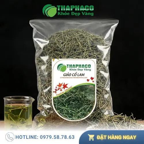Hình ảnh cây Giảo Cổ Lam trong tự nhiên với đặc điểm lá rõ nét