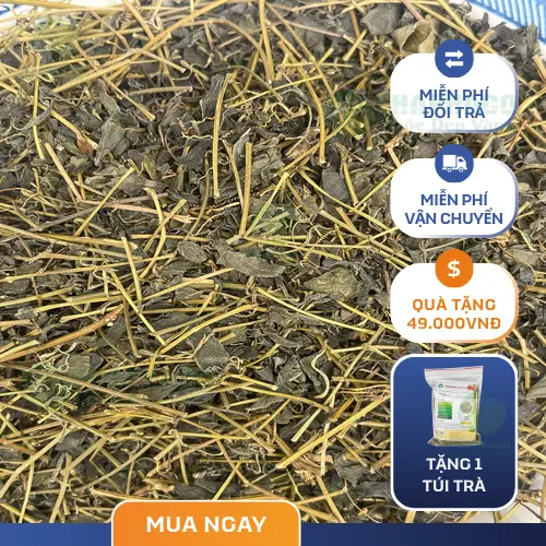 Uống Giảo Cổ Lam đúng thời điểm để đạt hiệu quả tối ưu