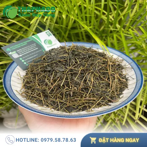 Người đang dùng thuốc chống đông máu không nên dùng Giảo Cổ Lam