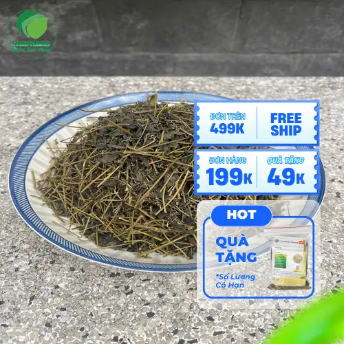Giảo Cổ Lam Khô THAPHACO hỗ trợ nhiều mặt sức khỏe