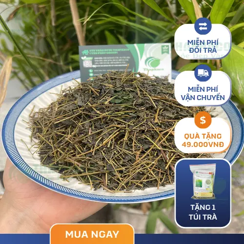 Lưu ý khi sử dụng giảo cổ lam