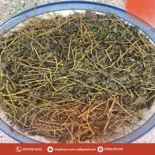 Trà Giảo Cổ Lam đang được pha, minh họa công dụng hỗ trợ sức khỏe