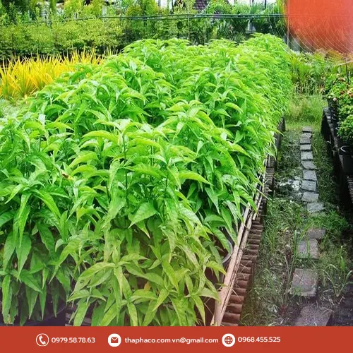Phụ nữ mang thai cần thận trọng khi dùng thảo dược