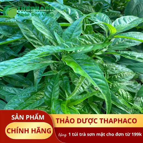 Lá Hoàn Ngọc khô chất lượng tại THAPHACO