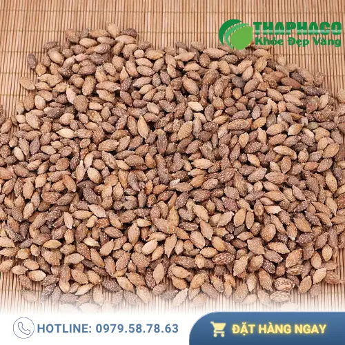 Phụ nữ mang thai không nên tự ý dùng ké đầu ngựa