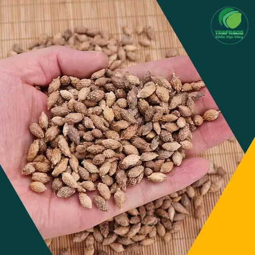 Ké đầu ngựa và quan điểm y học cổ truyền cho thai phụ