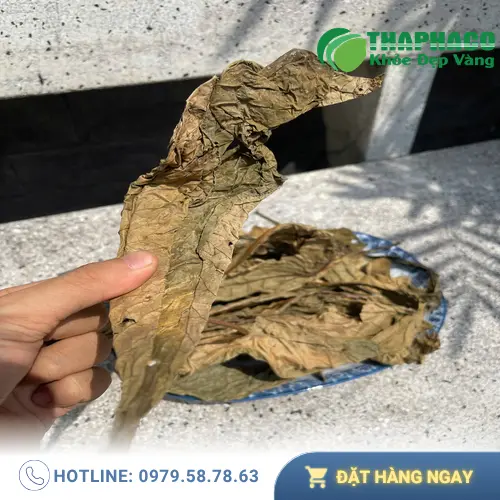 Lá Khôi Tía tươi và khô, công dụng hỗ trợ tiêu hóa