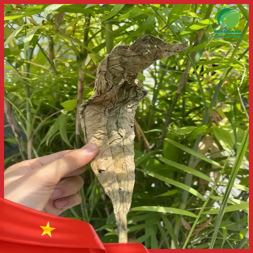 Lá Khôi Tía Khô tại THAPHACO đảm bảo nguồn gốc rõ ràng