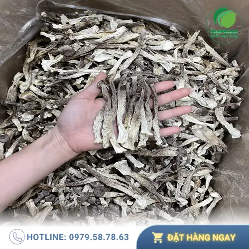 Mua nấm lộc nhung chất lượng tại THAPHACO