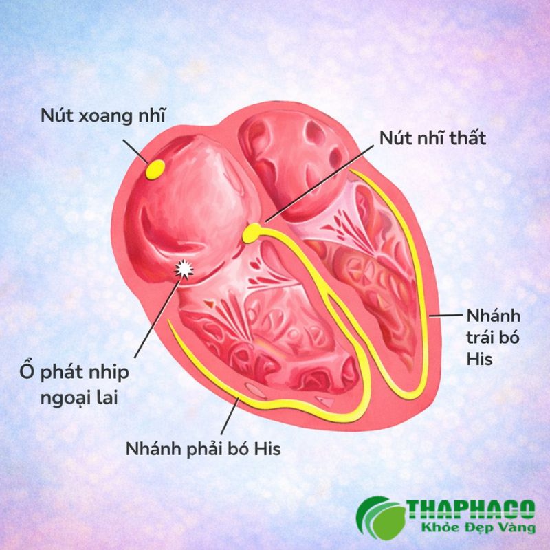 Ngoại tâm thu là những nhịp tim sớm bất thường, xuất phát từ các ổ phát nhịp phụ trong tim