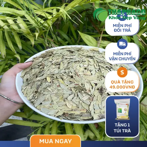 Công dụng của phan tả diệp