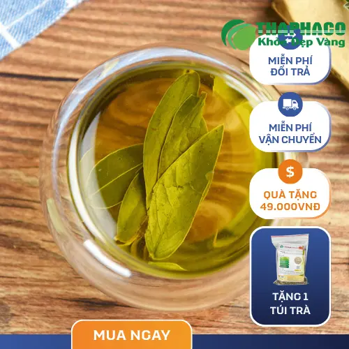 Cách dùng Phan Tả Diệp an toàn và liều lượng phù hợp