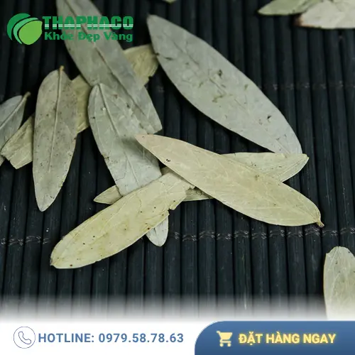 Các trường hợp không nên dùng Phan Tả Diệp
