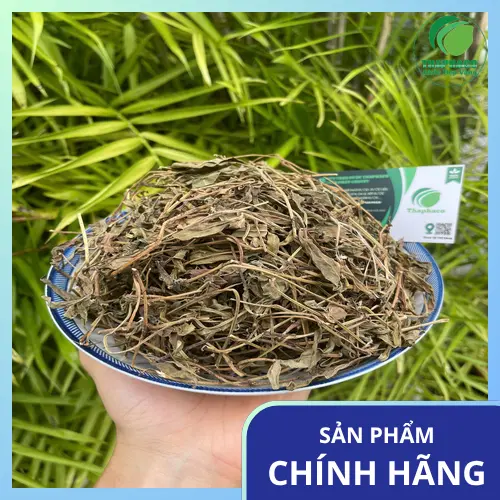 Cách dùng sài đất an toàn và hiệu quả