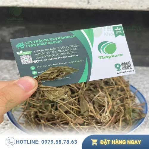 Tương tác thuốc là vấn đề cần lưu ý khi dùng Sài Đất