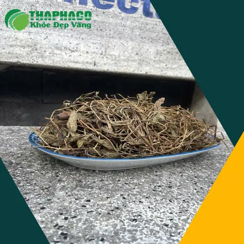 Sài đất khô nấu nước uống hàng ngày