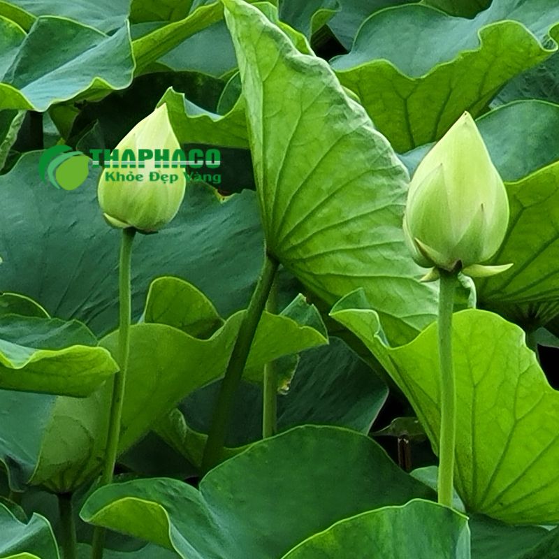Thaphaco cam kết dược liệu "Sạch – Nguyên chất – Hiệu quả" với chất lượng nghiêm ngặt