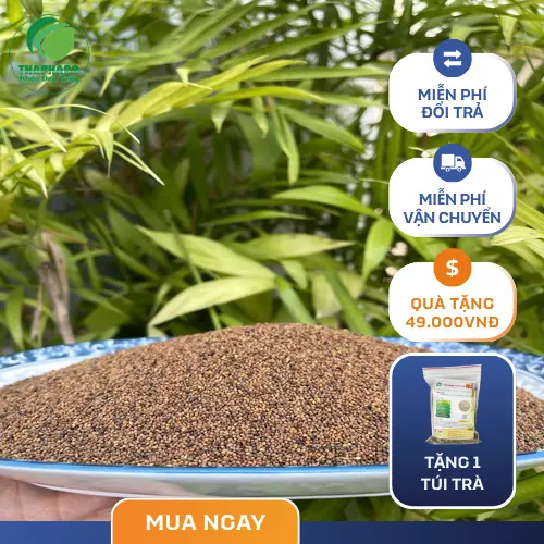 Lưu ý các tác dụng phụ khi dùng Thỏ Ty Tử