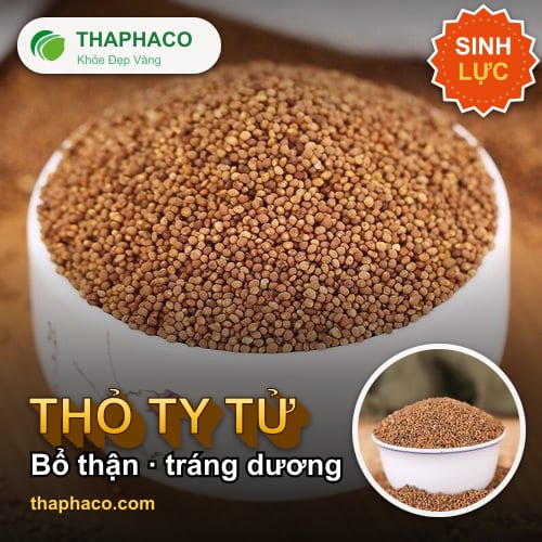 Thỏ ty tử - Thỏ Ty Tử Và Sức Khỏe Sinh Lý Nam Giới
