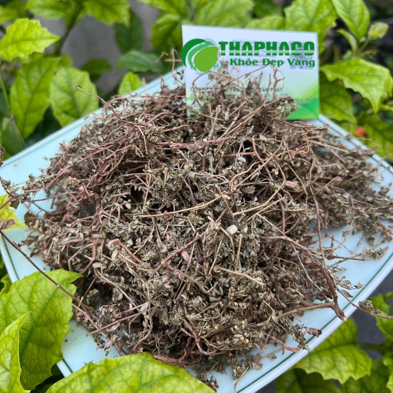 Thaphaco cung cấp cỏ sữa lá nhỏ thiên nhiên nguyên chất hỗ trợ tình trạng tiêu chảy cấp