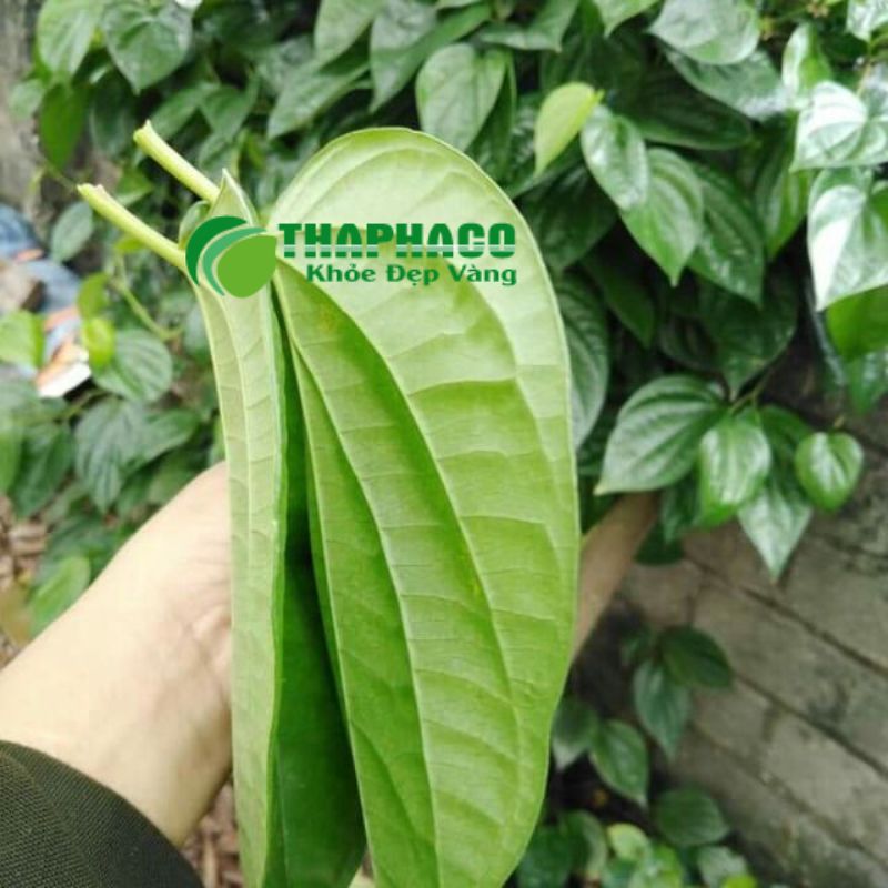 Thaphaco cam kết mang đến dược liệu chất lượng cao nhất hỗ trợ sức khoẻ tổng thể