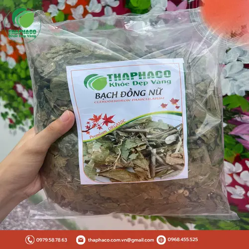 Cây Bạch Đồng Nữ với hoa trắng