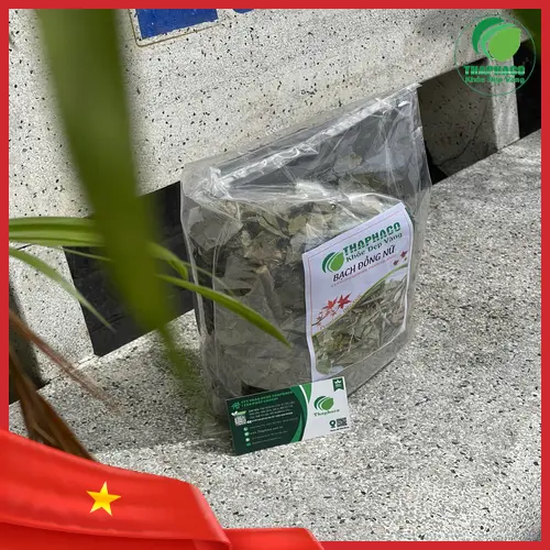 Cây bạch đồng nữ tự nhiên