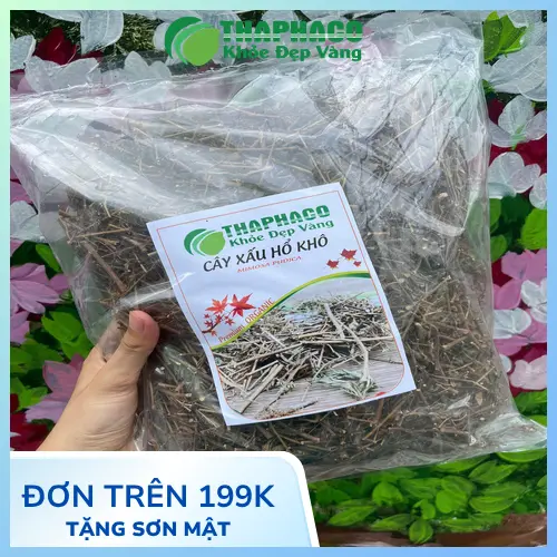 Địa chỉ bán cây xấu hổ khô uy tín tại Gò Vấp