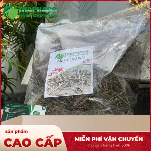Cách dùng cây xấu hổ khô an toàn