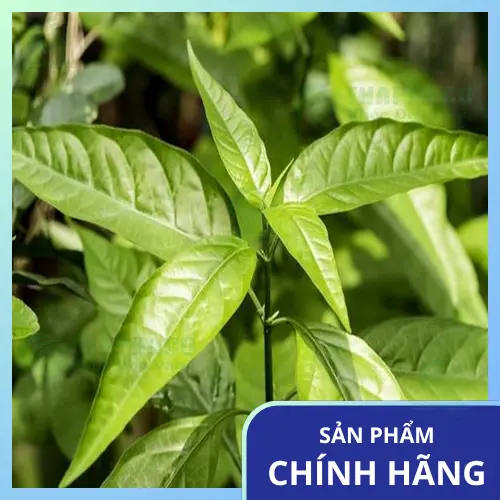 Lựa chọn Hoàn Ngọc khô chất lượng