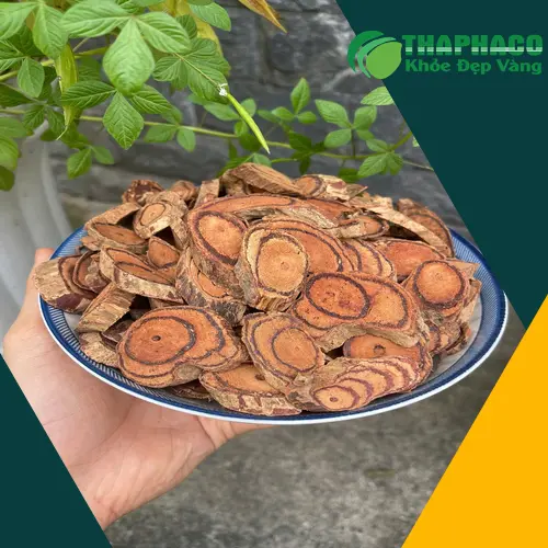 Hình ảnh thân Kê Huyết Đằng tươi