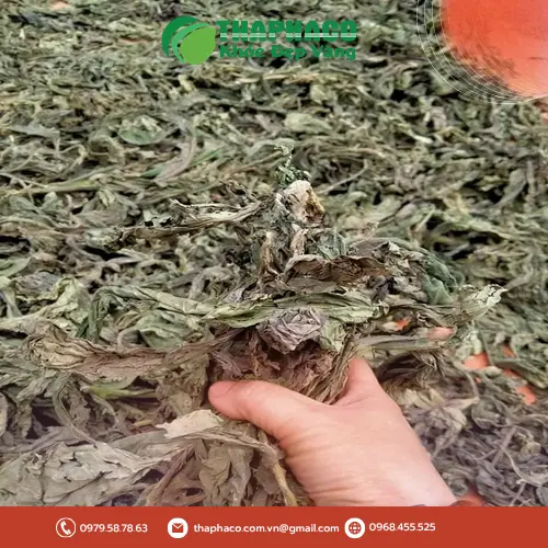 Lá khôi tía sấy khô chất lượng từ THAPHACO