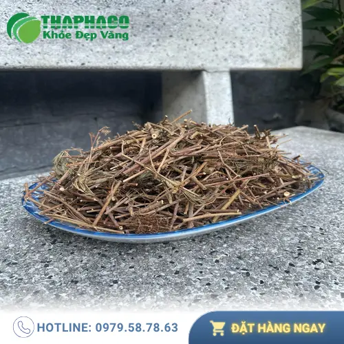 Bảng giá cây xấu hổ khô THAPHACO