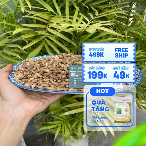 Đặc điểm hình dáng quả Ké Đầu Ngựa