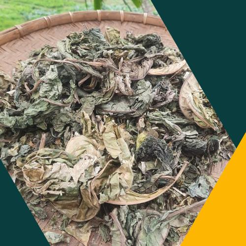 Lưu ý quan trọng khi sử dụng lá khôi tía khô